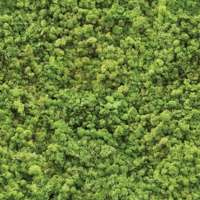 Painel de musgo verde denso e texturizado