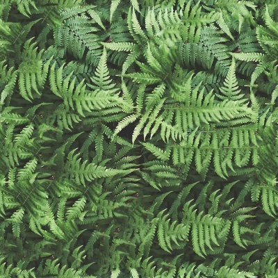 Muitas folhas verdes de samambaia com textura natural