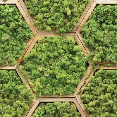 Placa decorativa com musgo verde em moldura hexagonal de madeira