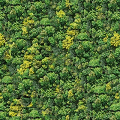 Painéis de musgo preservado verde e amarelo