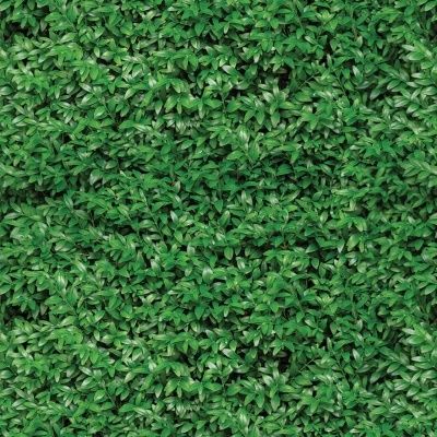 Padrão denso de folhas verdes pequenas cobrindo uma superfície.