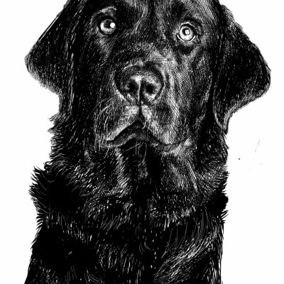 Desenho a preto e branco do rosto de um cão Labrador Retriever