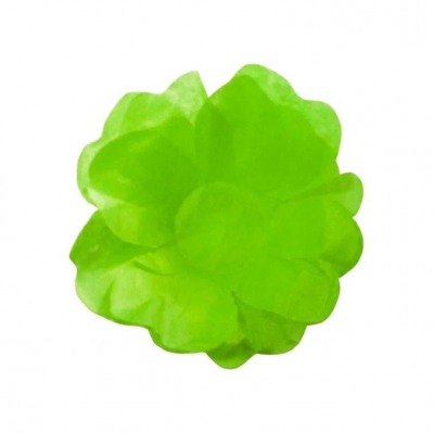 Fruto verde do cacto Selenicereus megalanthus (pitaya amarela)