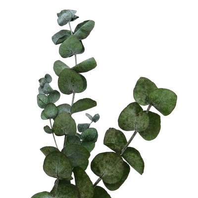Ramo de eucalipto seco com folhas verdes