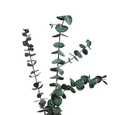 Ramo de eucalipto com folhas verdes em fundo branco
