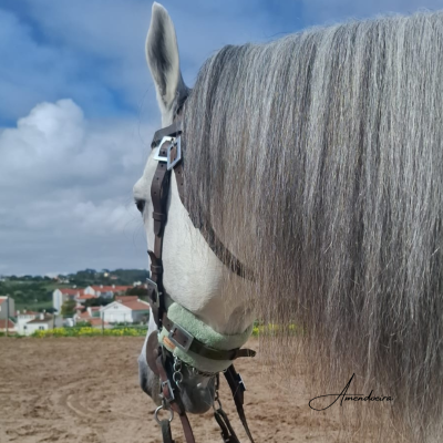 Cabeça de cavalo cinzento com rédea castanha e detalhes metálicos ao ar livre
