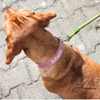 Cão com coleira rosa personalizada com o nome Amora e trela verde em calçada cinzenta