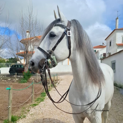 Cavalo branco com arreios castanho escuro em ambiente rural