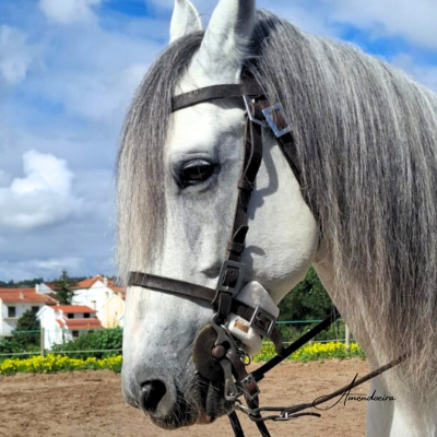 Cavalo branco com bridão de couro castanho escuro e embocadura metálica