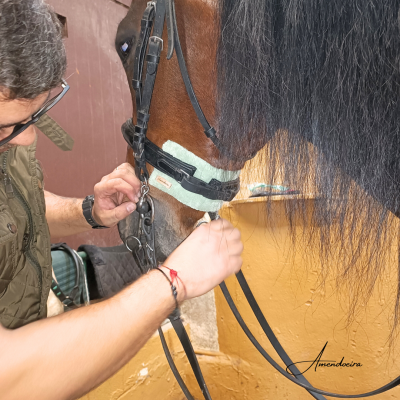 Cavalo castanho com equipamento de couro e pessoa ajustando rédeas