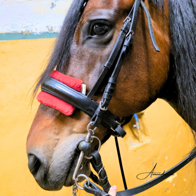 Cavalo com rédea preta e almofada vermelha no freio