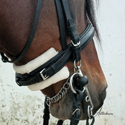 Cavalo com arreio preto em couro e acolchoado branco