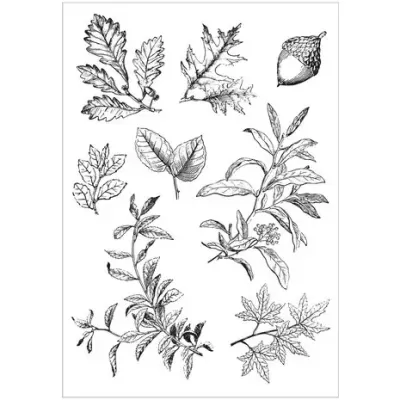 Ilustrações botânicas a preto e branco de folhas e uma bolota