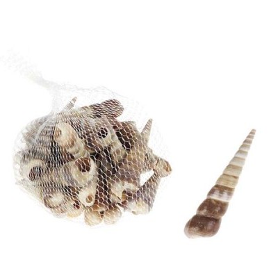 Conchas marinhas em rede plástica sobre fundo branco