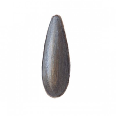 Semente de girassol cinzento-escura com brilho metálico