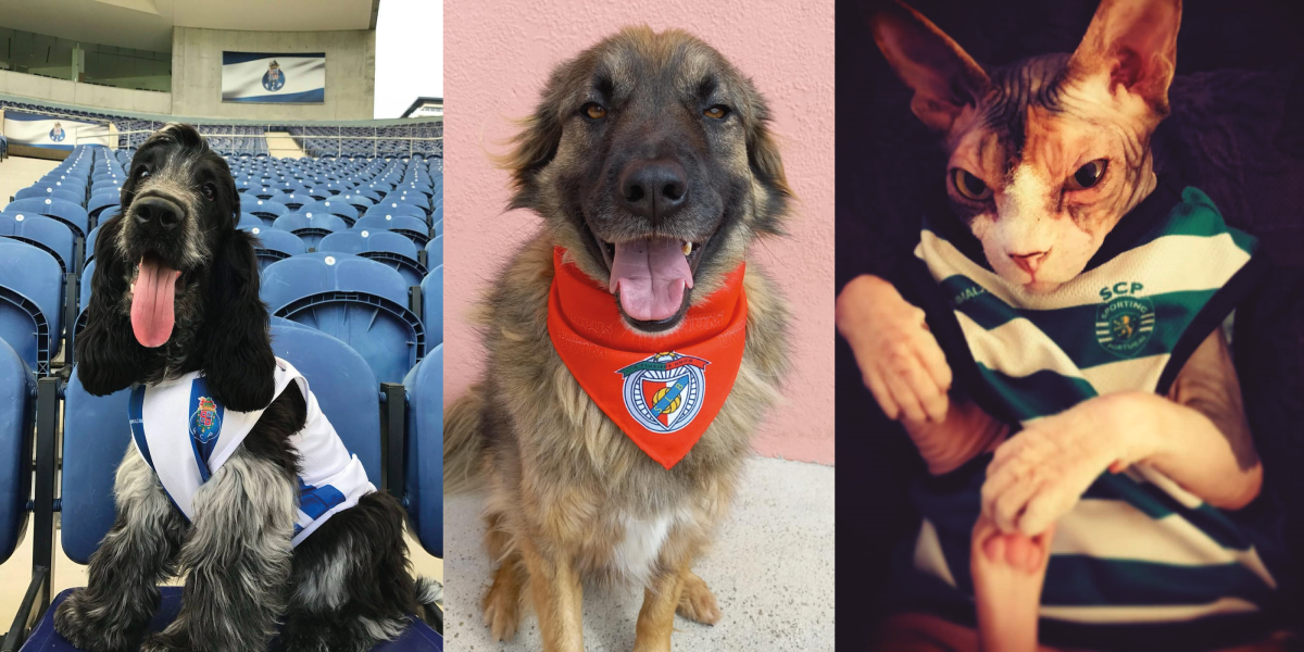 Cão equipado com t-shirt oficial do FC Porto, Cão equipado com lenço oficial SL Benfica e Gato equipado com t-shirt oficial Sporting CP