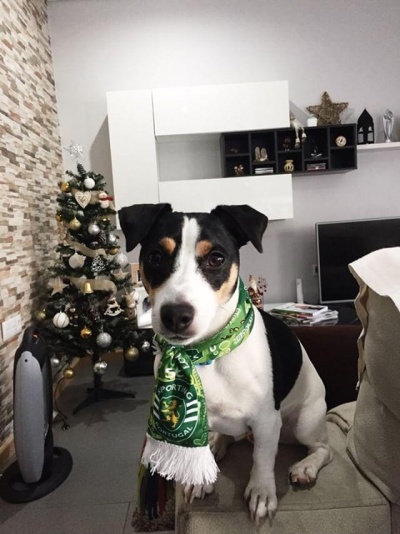 Cão com camisola do Sporting Portugal sentado em cadeira junto a árvore de Natal
