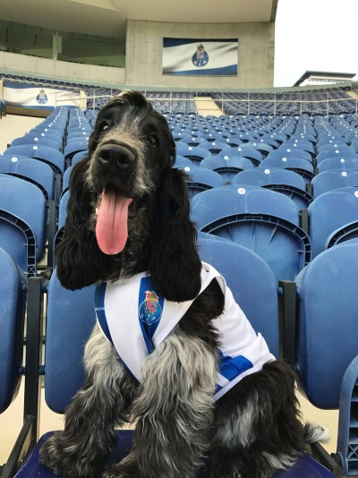 Cão com camisola do FC Porto sentado em cadeiras azuis num estádio