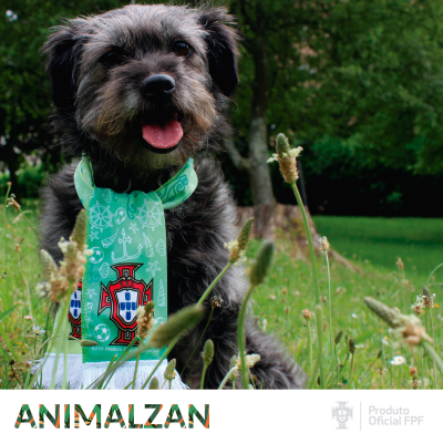 Cão cinzento com lenço da Federação Portuguesa de Futebol numa relva