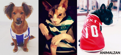 Três animais de estimação com roupas coloridas: cão marrom e branco, gato com camisola às riscas verdes e cão preto com roupa vermelha.