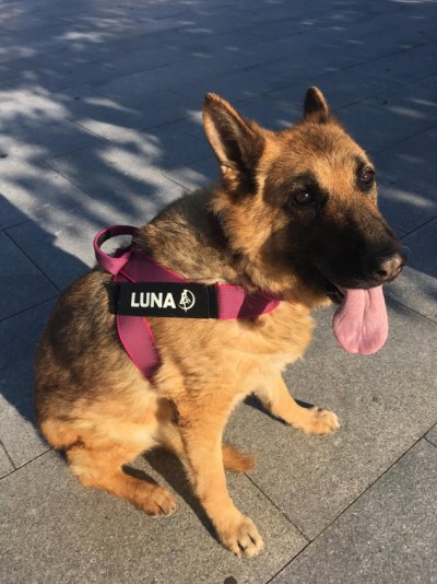 Cão pastor alemão com coleira peitoral rosa e etiqueta 'LUNA' sentado no pavimento cinzento
