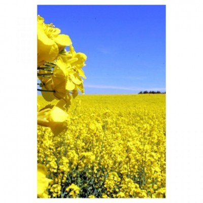 Campo de flores amarelas contra céu azul