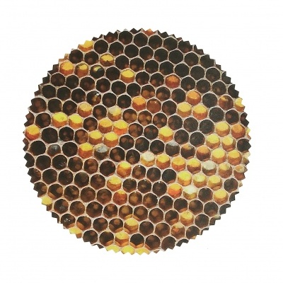 Colmeia circular com favos hexagonais de cera de abelha em vários tons
