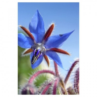 Flor azul com pétalas pontiagudas e estames avermelhados