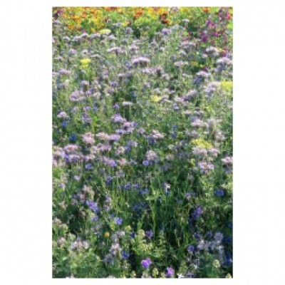 Campo denso de flores silvestres coloridas com predominância de roxo e verde