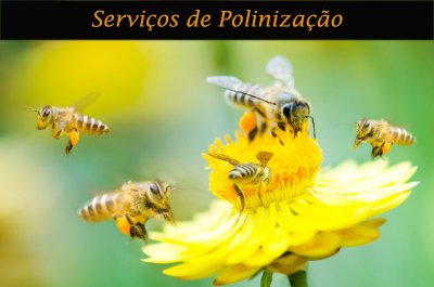 Abelhas a polinizar uma flor amarela com texto Serviços de Polinização no topo