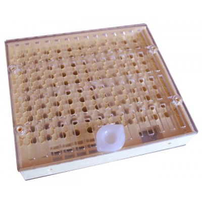 Grelha ou tabuleiro quadrado em plástico bege translúcido com múltiplos orifícios