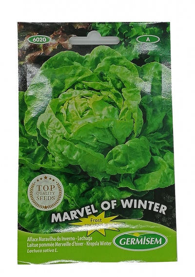 Pacote de sementes de alface Marvel of Winter GERMISEM