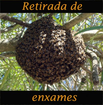Enxame de abelhas num ramo de árvore com texto 'Retirada de enxames'