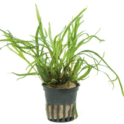 Planta verde em vaso de plástico preto com fundo branco