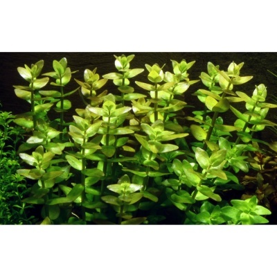 Plantas aquáticas verdes em fundo escuro