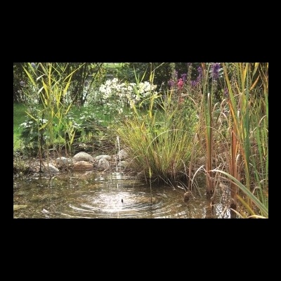 Lago com plantas aquáticas, pedras e vegetação ao redor