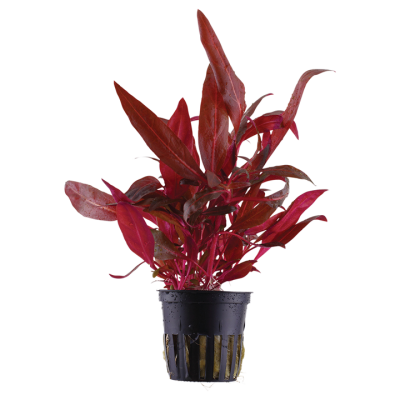 Planta aquática vermelha em vaso plástico preto