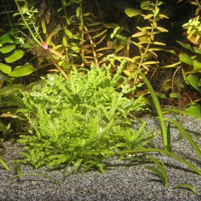 Plantas aquáticas verdes em substrato de areia cinzenta em aquário