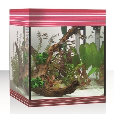 Aquário quadrado com moldura vermelha e plantas aquáticas
