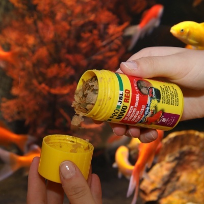 Frasco amarelo de comida de peixe PRO JBL NOVO RED com peixes em aquário ao fundo