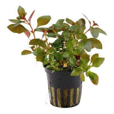 Planta em vaso plástico preto com folhas verdes e vermelhas.