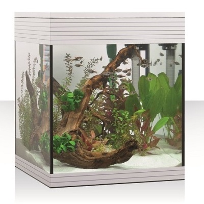 Aquário quadrado com plantas, tronco decorativo e peixes