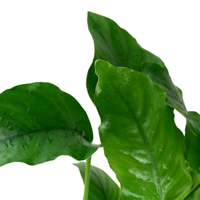 Folhas verdes largas com gotas de água em fundo preto