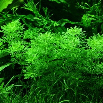 Plantas aquáticas verdes com folhas finas em ambiente aquático natural