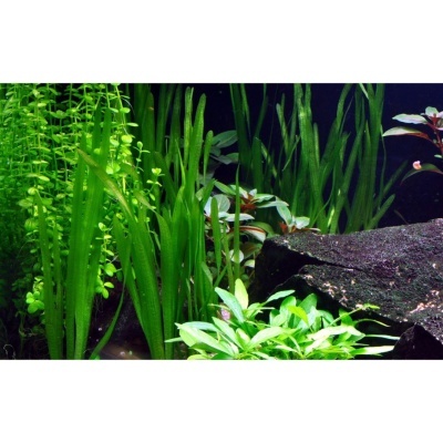 Aquário com plantas aquáticas verdes e rochas escuras