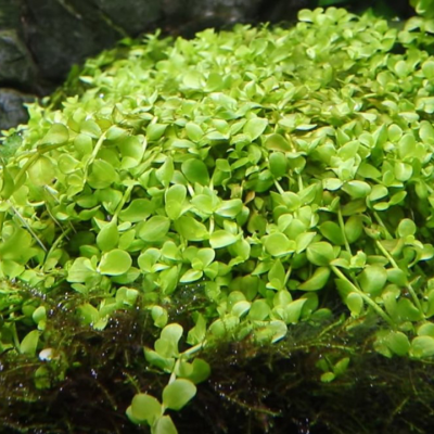 plantas pequenas verdes sobre musgo e pedras em ambiente úmido