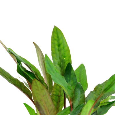 Plantas aquáticas verdes com folhas longas e finas