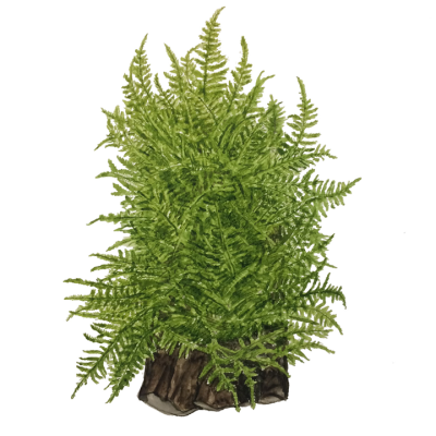 Planta verde em vaso que imita tronco de árvore