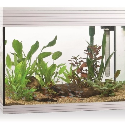 Aquário retangular com plantas aquáticas e areia