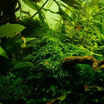 Aquário com plantas aquáticas verdes, tronco de madeira e peixes pequenos coloridos